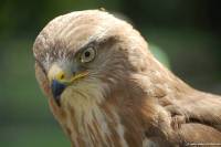 Maeusebussard_0003