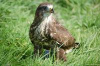 Maeusebussard_0035